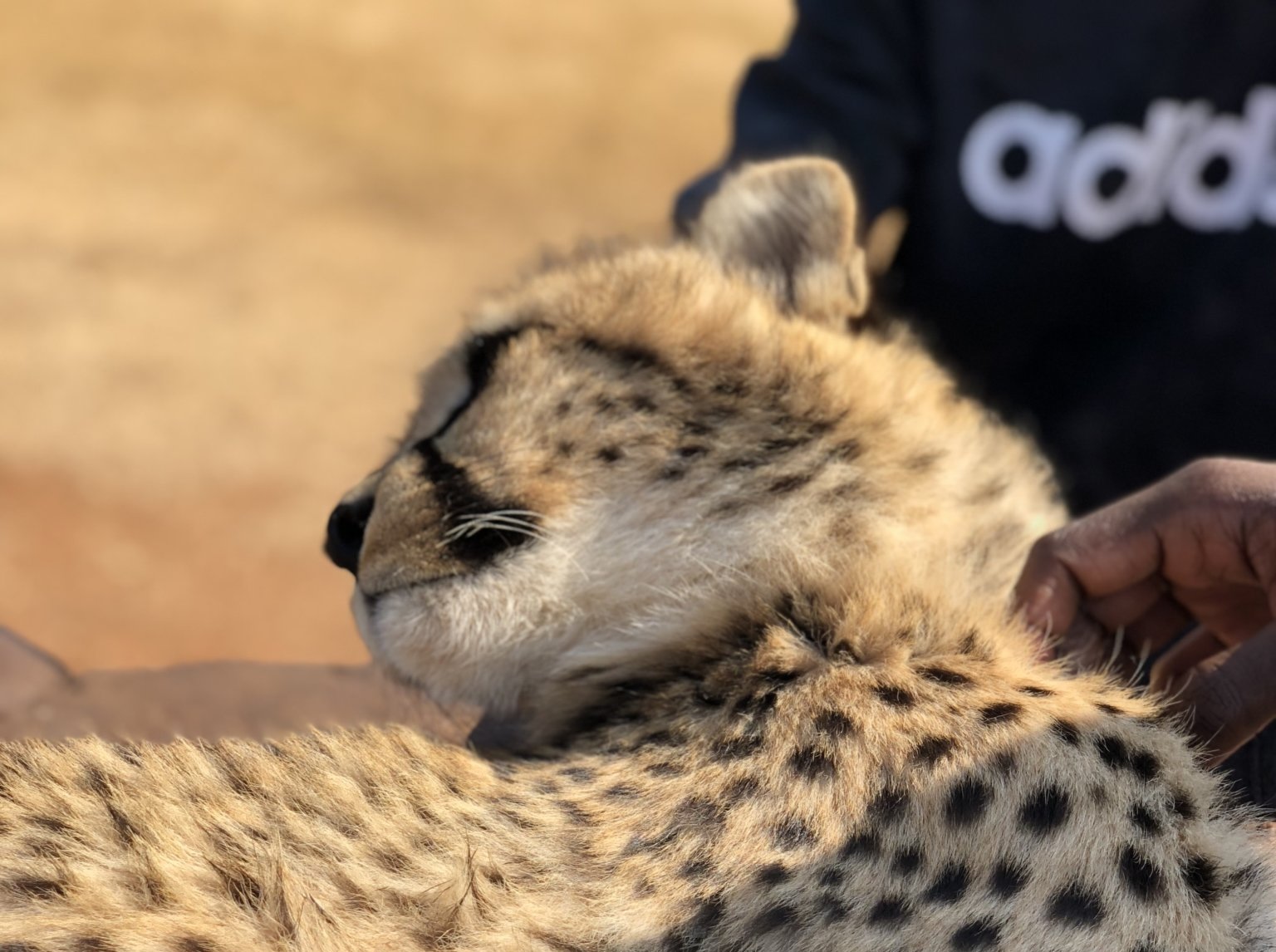 Lion Park, Johannesburg, South Africa